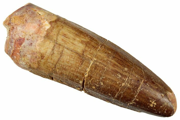 Fossil Spinosaurus Tooth - Real Dinosaur Tooth #327887